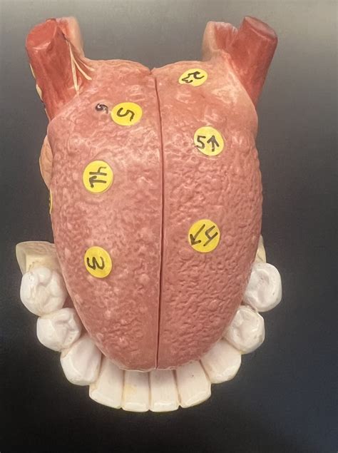 Tongue 2 Diagram | Quizlet