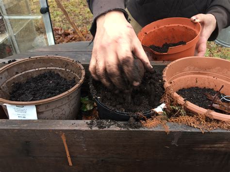 Mid-Winter Planting: Hickory Nuts | UPSTATE DISPATCH
