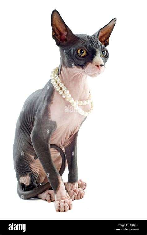 animal pet pussycat stock photo alamy