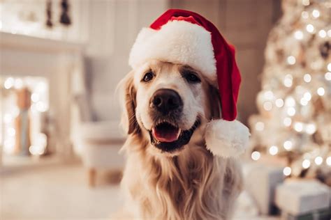 142 Christmas Dog Names to Love All Year Long | Great Pet Care