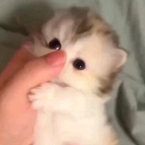 Pinterest | Mascotas bonitas, Fotos de perros y gatos, Gatos y perros ...