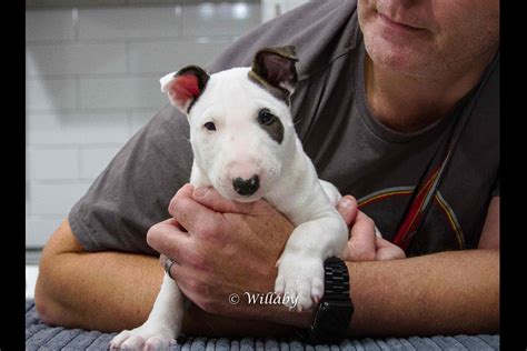 Miniature Bull Terrier Puppies For Sale - AKC PuppyFinder