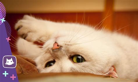 🐱Давать ли кошкам «Антисекс»: взвесьте все плюсы и минусы | Нос, хвост ...