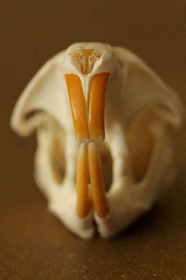 Rodent Skull Identification Chart - Ponasa