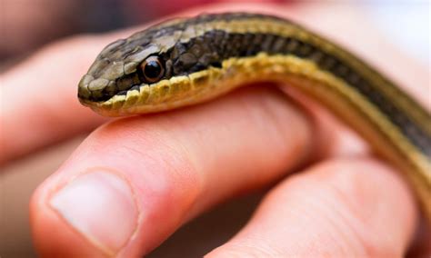 O Que Significa Sonhar Com Cobras Pequenas - O que significa Sonhar com Cobra Pequena segundo a Bíblia?