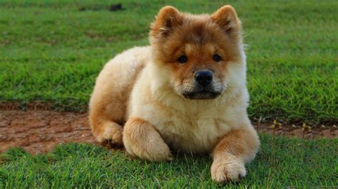 Chow Chow - All Facts About The Noble Dog Breed - Petmoo