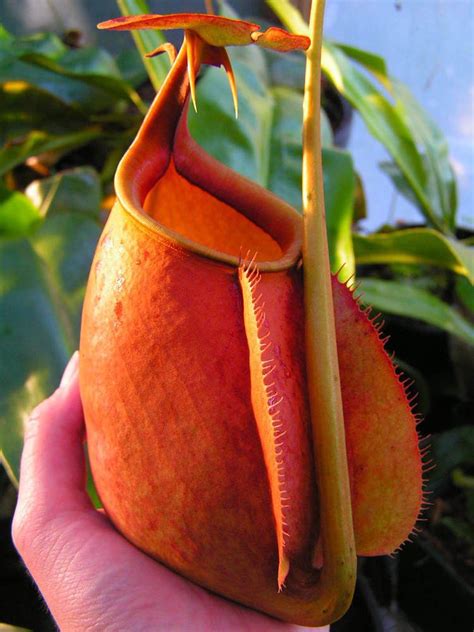 Nepenthes bicalcarata - Alchetron, The Free Social Encyclopedia
