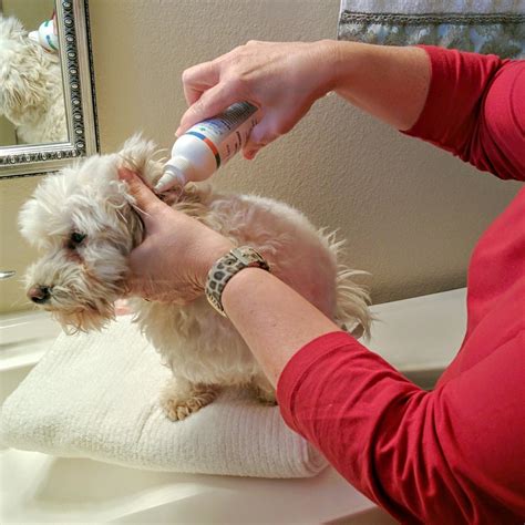 Dogs Luv Us and We Luv Them: Clean Dogs' Ears Naturally With BVH Pet