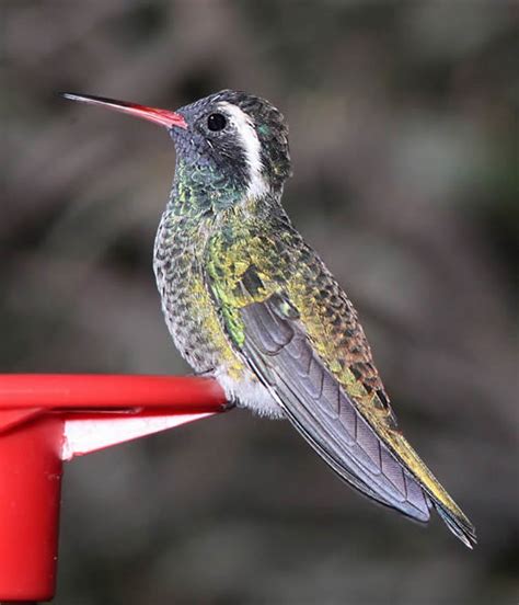 Hummingbird species, with common names, sizes, scientific names and photos