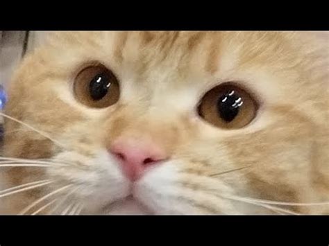 АСМР С КОТОМ - YouTube