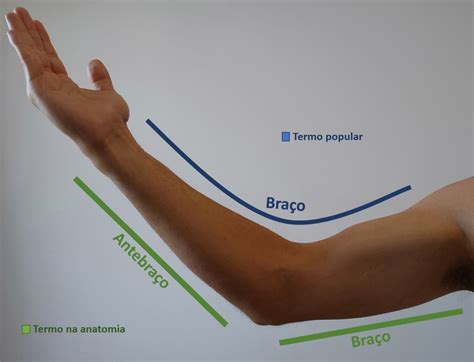 Braço E Antebraço Onde Fica - Diferença entre braço e antebraço - Blog das diferenças