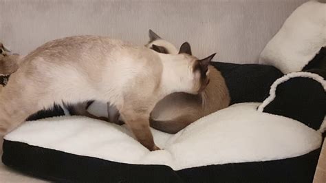 КОТОБЛОГ - YouTube