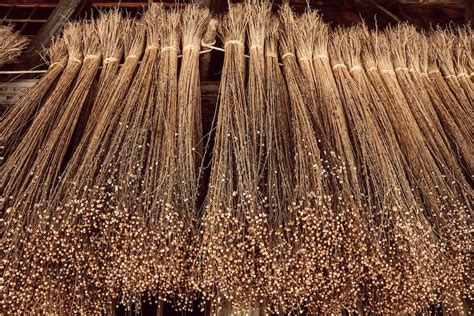 Le Lin - Histoire de cette Matière Écologique & Millénaire