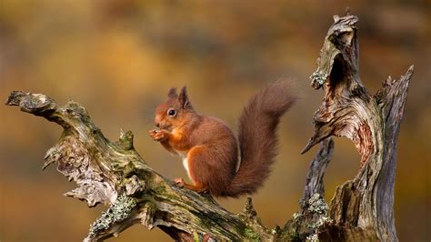 Eurasian red squirrel in the Cairngorms, Scottish Highlands, Scotland ...