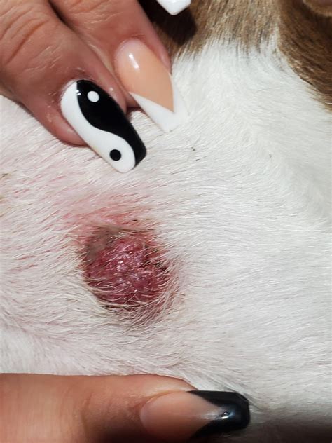 I've noticed that my dog has a bump like blister on his nack. Any