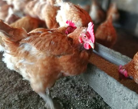 Гаммарус для яйценоскости и от расклева у кур