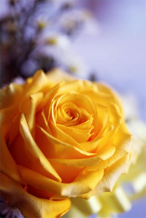 Yellow Rose Austin Texas: 7 Surprising Facts That Will Change Your Mind Image 13