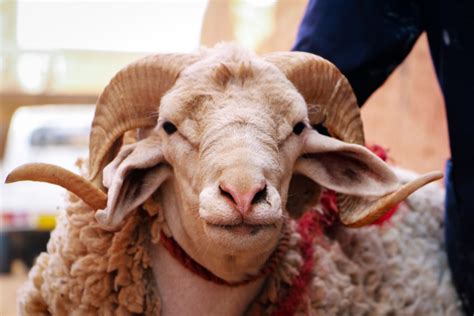 Understanding The Significance Of Animal Sacrifices In The Old ...