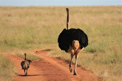 Ostrich Emu Birds - Free photo on Pixabay - Pixabay