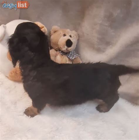 Dachshund Puppies for sale