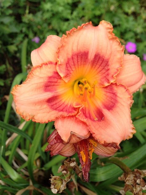 day lilies flower 10