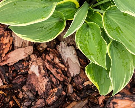 Winterizing hostas: tuck up your precious plants | Gardeningetc