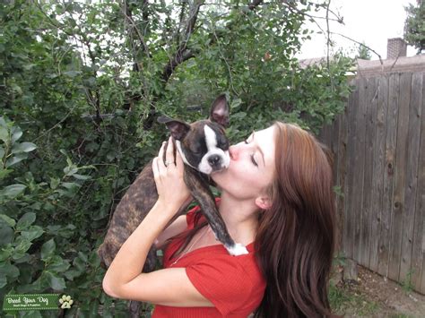 Stud Dog - Full AKC Male Boston Terrier - Breed Your Dog