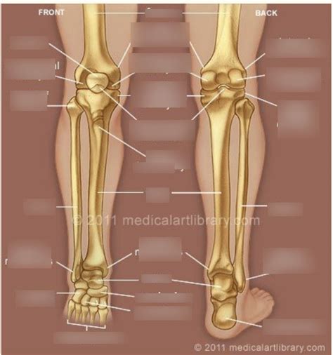 front    leg diagram quizlet