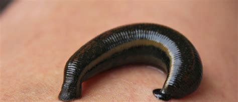 tips mengatasi lintahpacet