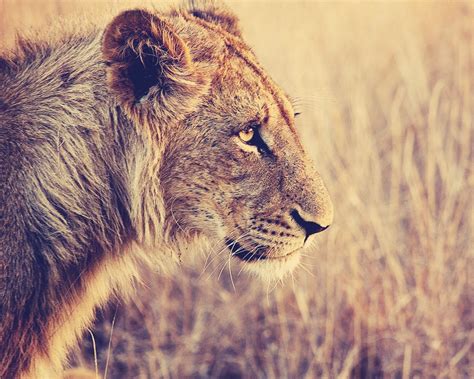 Lion Face Side View