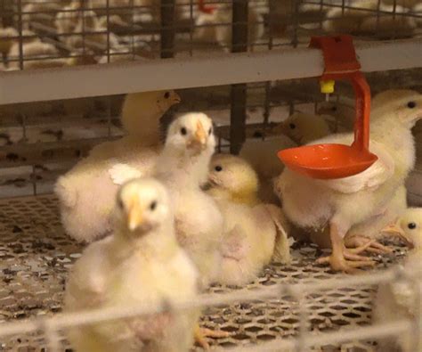 Клетки для цыплят — необходимы для выращивания цыплят - livi chicken cages