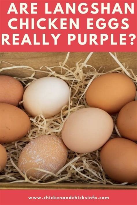 All About Langshan Chicken Eggs (They're Not Purple!) - Chicken ...