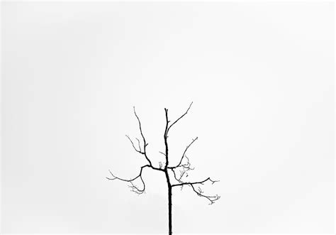 HD wallpaper: minimalist, photography, minimalism, tree, branch, plant, bare tree | Wallpaper Flare