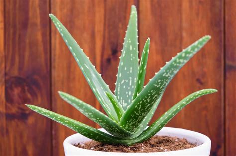 Aloe Vera Plant | GreenRipeGarden