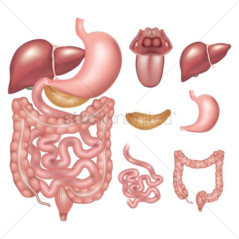 Body parts: digestive system Diagram | Quizlet