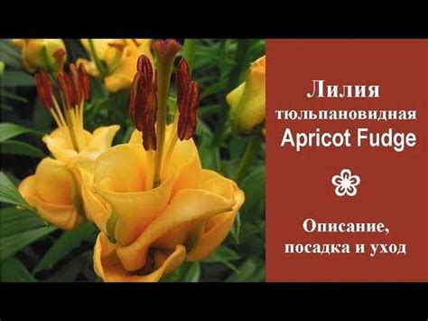 О тюльпановидной лилии эприкот фадж (описание и характеристики гибрида ...
