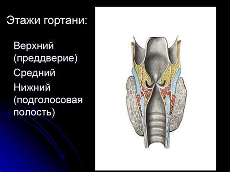 Анатомия гортани - презентация онлайн
