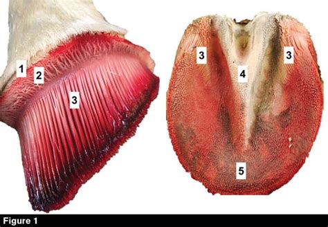 Horse’s Hoof is Crucial for Locomotion and Performance