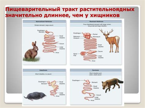 Растительноядные животные - презентация онлайн