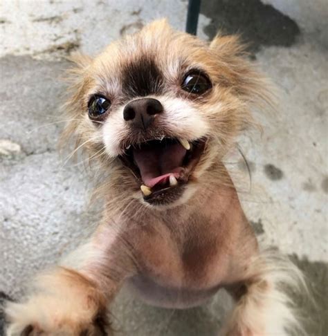 Remember Me Thursday - Chewie - Remember Me Thursday