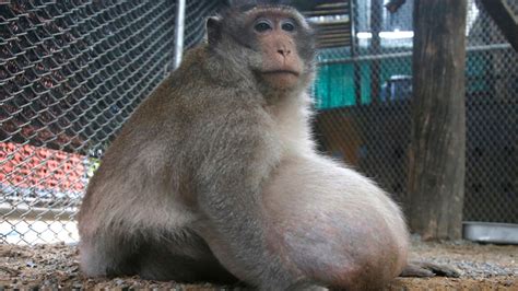 thailands chunky monkey  diet  gorging  junk food fox news