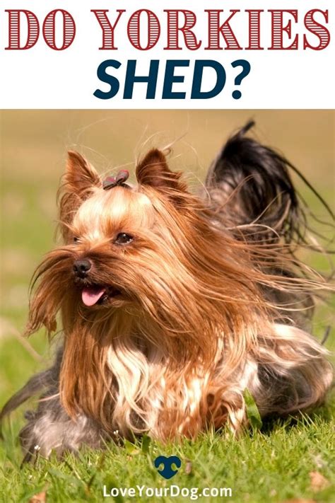 Yorkie Shedding How Much Do Yorkshire Terriers Shed