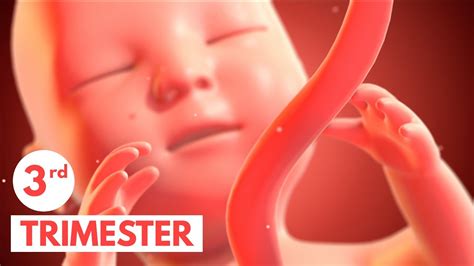 Third Trimester | 3D Animated Pregnancy Guide - YouTube