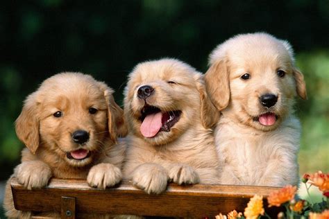 Puppies Wallpaper For Desktop