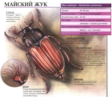 Майский жук. Сайт о животных. PiLife