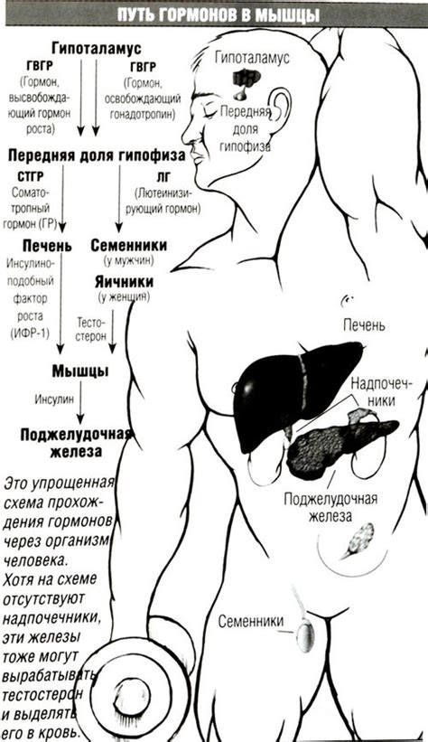 Анаболические гормоны — SportWiki энциклопедия
