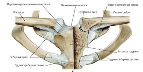 Мышцы кисти руки человека: анатомия и строение связок и сухожилий ...