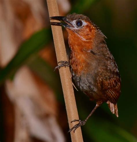 BirdsEye Photography: Review Photos