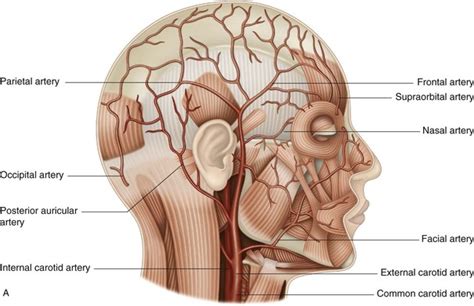 otic region head  neck regions  anatomy ygnc
