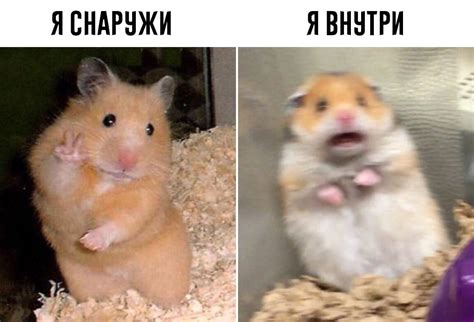Мем Хомяк из архива, распечатайте HD фотографии бесплатно